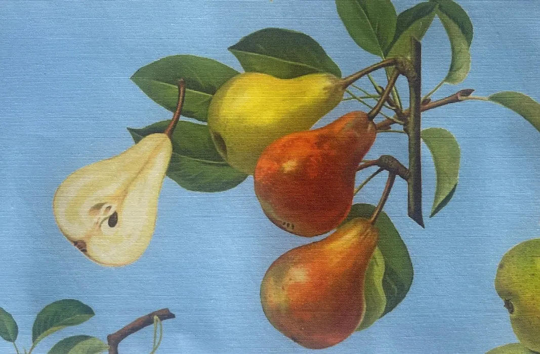 Anjou Pears on Sky Blue Laminated Cotton (Made in Spain)